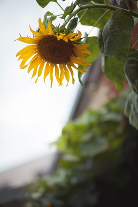 Rooftop engagement session in annapolis maryland