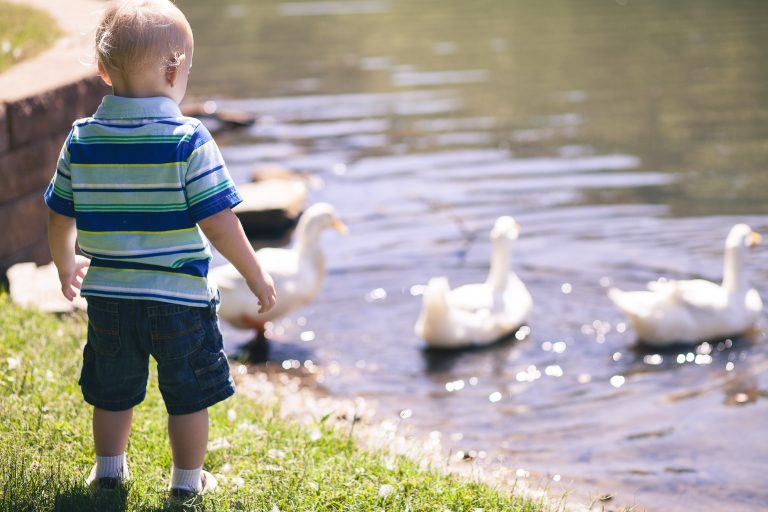 A young boy is looking at a flock of geese near Allen Pond in Bowie, Maryland.