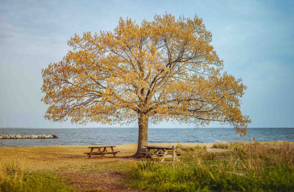 A lone tree on a beach in Maryland.