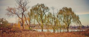 Weeping willow trees near Lake Artemesia in Maryland.