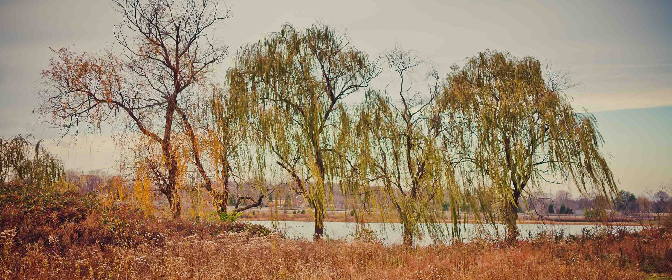Weeping willow trees near Lake Artemesia in Maryland.