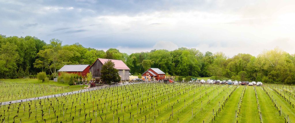 A vineyard in Annapolis, Maryland.
