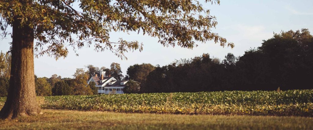 A house in Stevensville with a tree in the foreground.