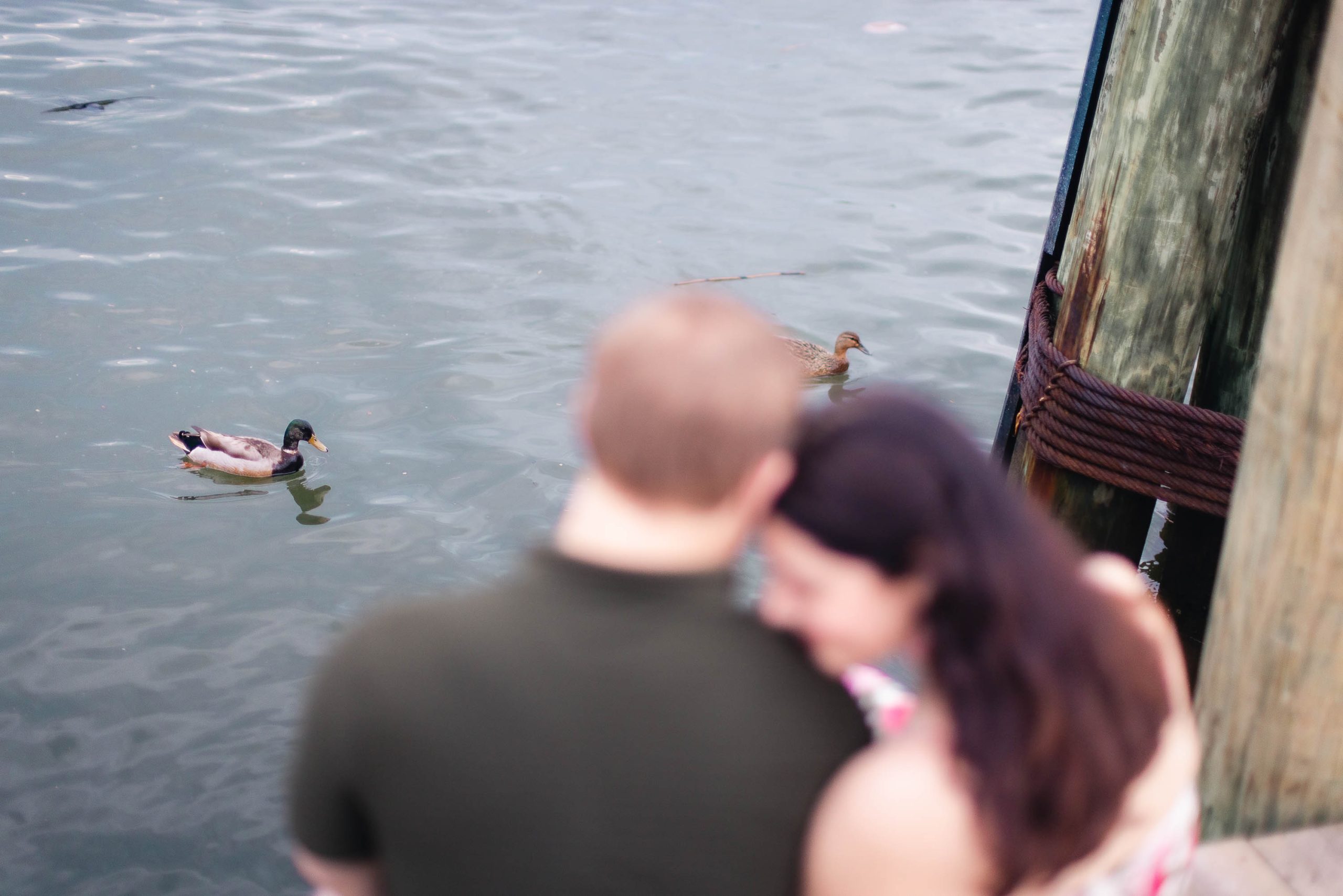 A couple taking engagement photos in downtown Annapolis, admiring the ducks swimming in the water.