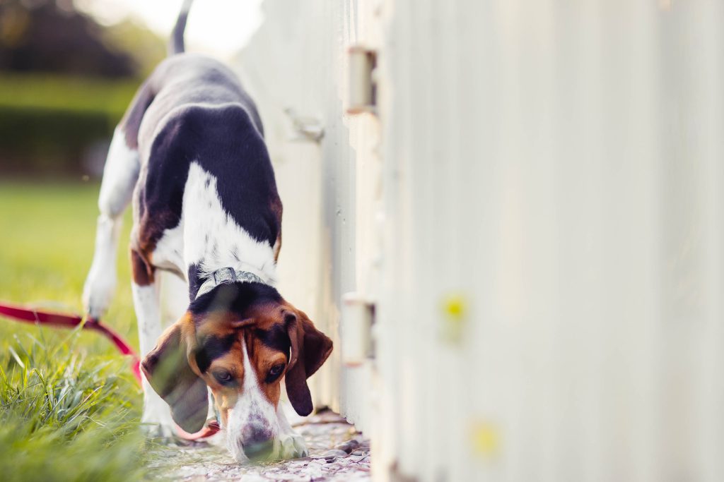 A beagle sniffing near a fence.