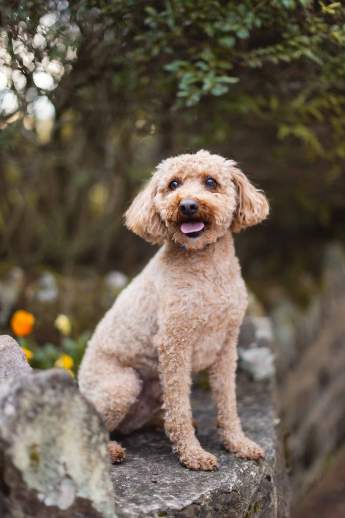 A small, curly-haired dog with a light brown coat sits on a stone wall at the historic Belair Mansion in Maryland, surrounded by lush greenery and vibrant flowers. The dog looks slightly to the side, tongue out, capturing the charm of Bowie.
