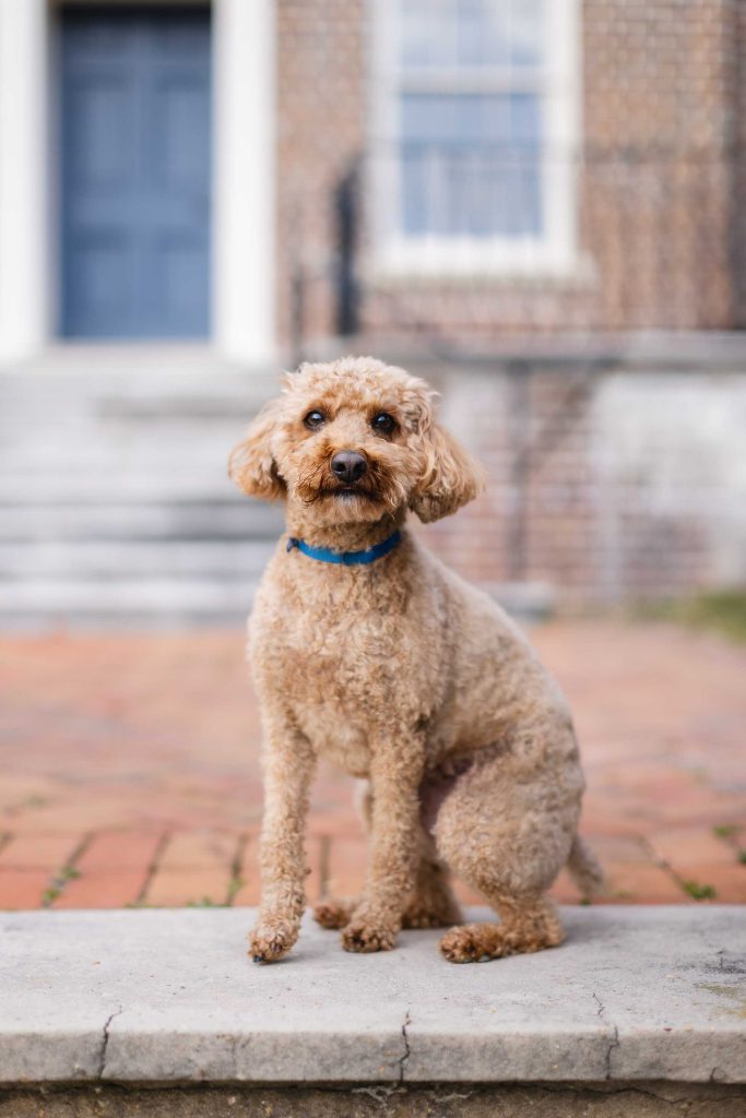 A curly-haired dog with a blue collar sits on a stone ledge in front of a brick building with blue doors and windows, posing like Bowie for his mini-session portrait.