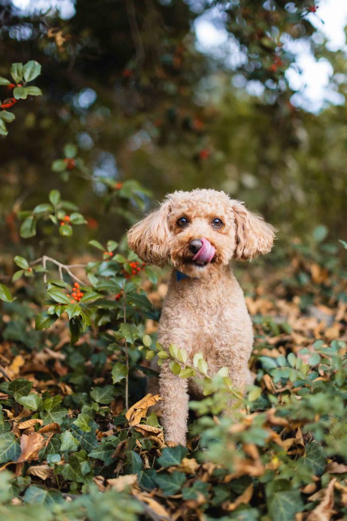 A small brown curly-haired dog stands among green leaves and red berries in an outdoor setting, with its tongue out and ears perked, like a perfect portrait captured at the Belair Mansion.