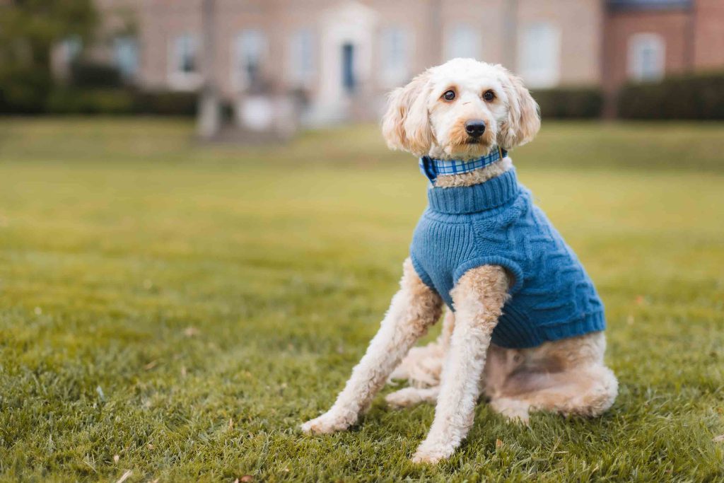 A fluffy dog in a blue sweater sits on the grass in an open area with a building in the background, capturing the perfect portrait during a family mini-session.