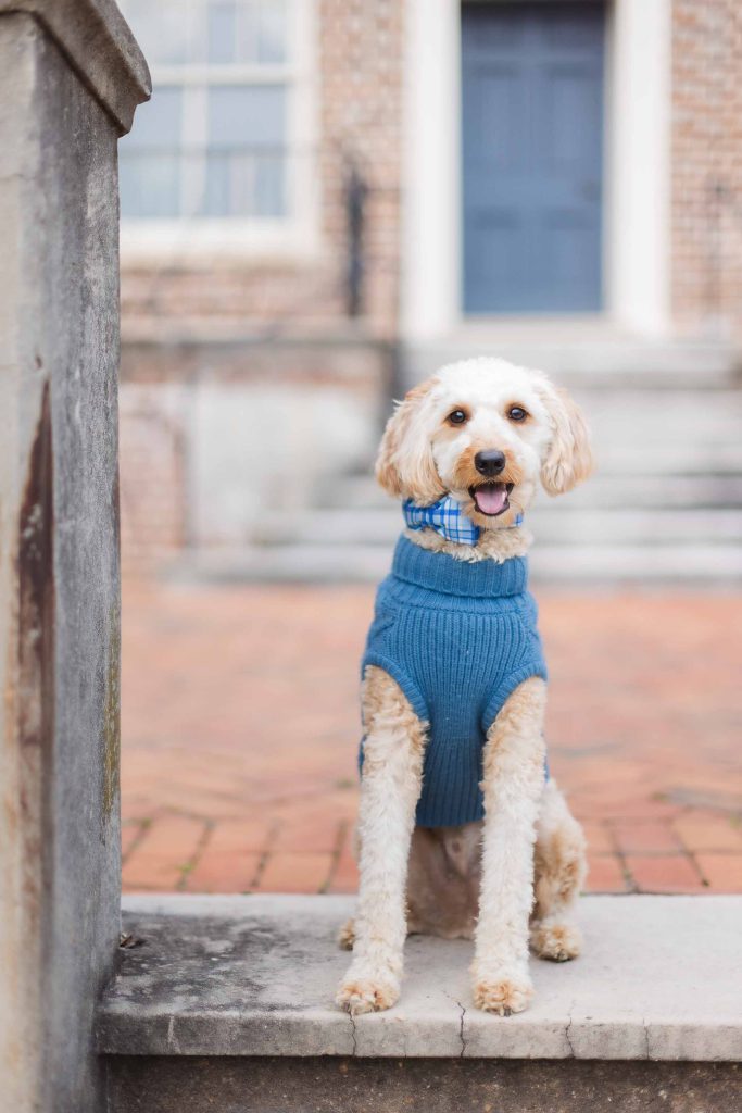 A small dog with curly fur sits on a stone step, wearing a blue sweater and plaid collar. A brick building with a blue door stands in the background, perfect for a charming family mini-session in Maryland.