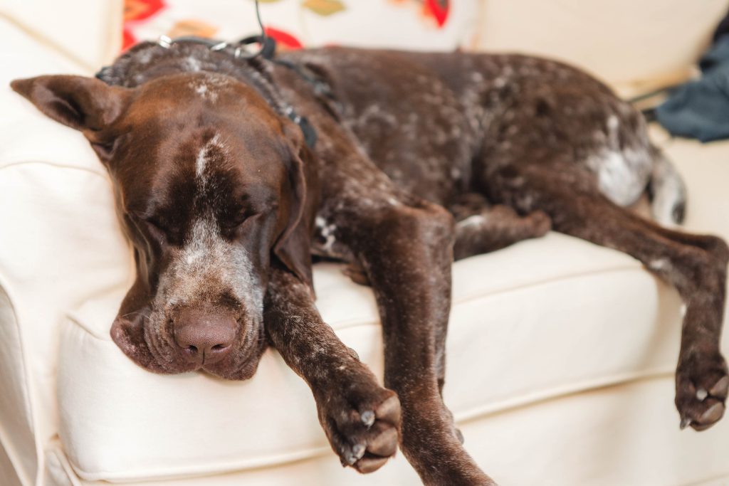 A large brown and white dog is sleeping on a white couch with its head and front legs dangling off the edge, seemingly unworried about the ongoing wedding preparations at The Barns at Hamilton Station.