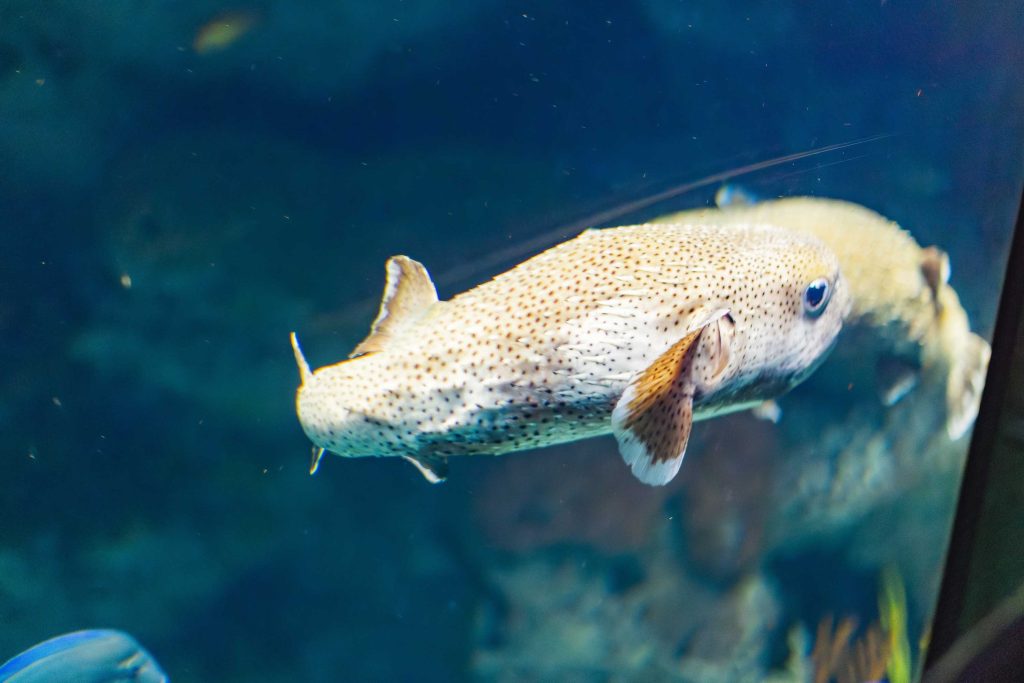 A brown spotted pufferfish swims underwater in the National Aquarium, its fins extended and background slightly blurred, showcasing stunning details.