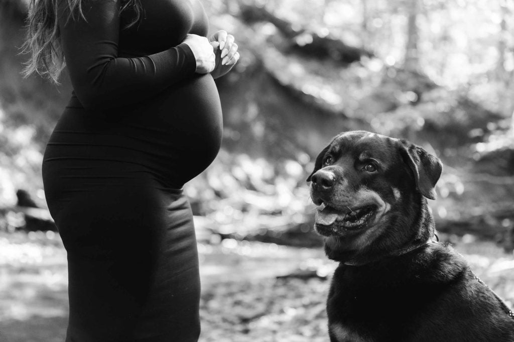 A maternity portrait shows a pregnant woman in a black dress standing outdoors beside a large dog; only her torso and hands are visible.